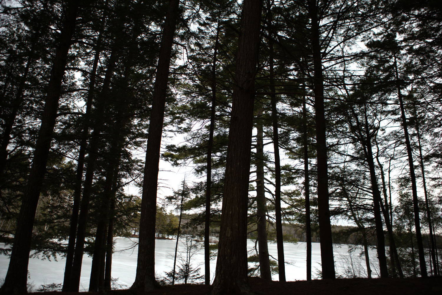 Pine trees in front of a lake